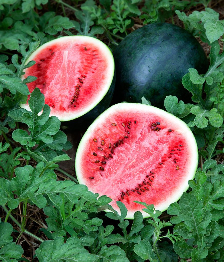 50+ Sugar Baby Watermelon Seeds - Honest Seed Co.