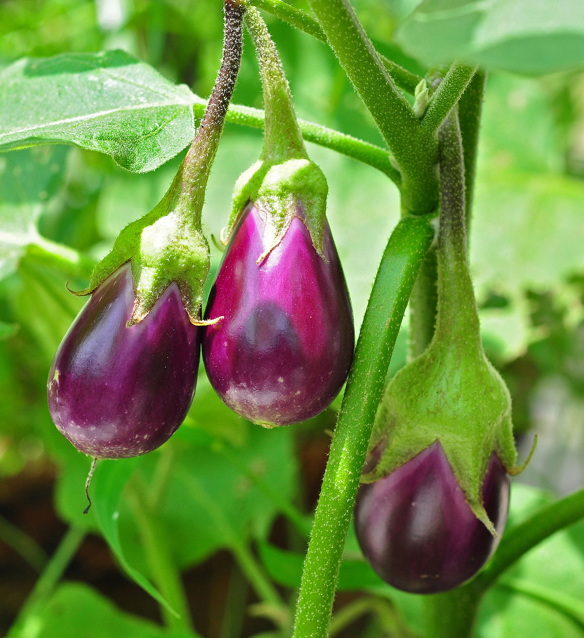 Vegetable plants you can grow year round in your garden or greenhouse