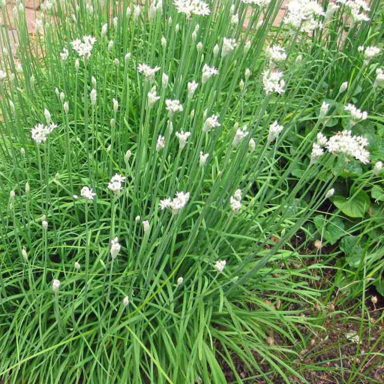 100+ Garlic Chives Seeds - Honest Seed Co.