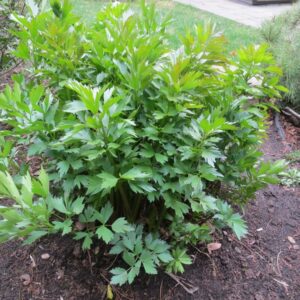 Lovage Herb Plant