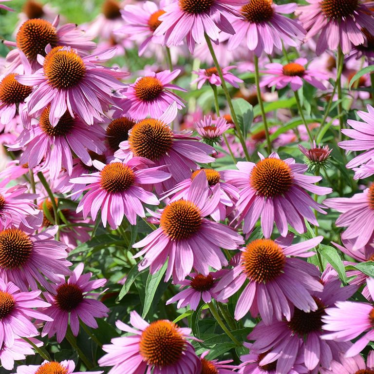 purple coneflower deer resistant