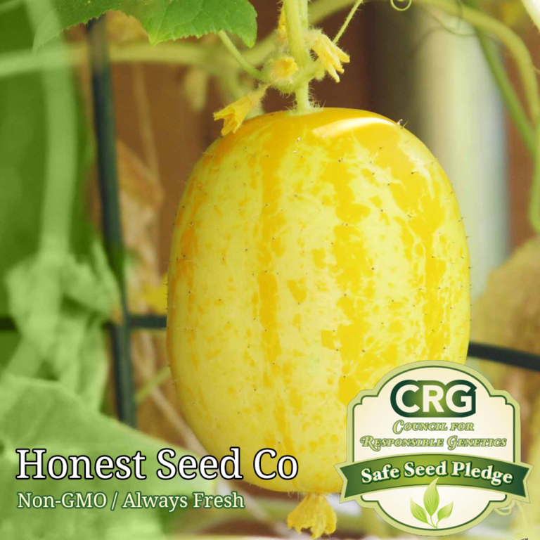 50 Lemon Cucumber Seeds Honest Seed Co   Lemon Cucumber 768x768 