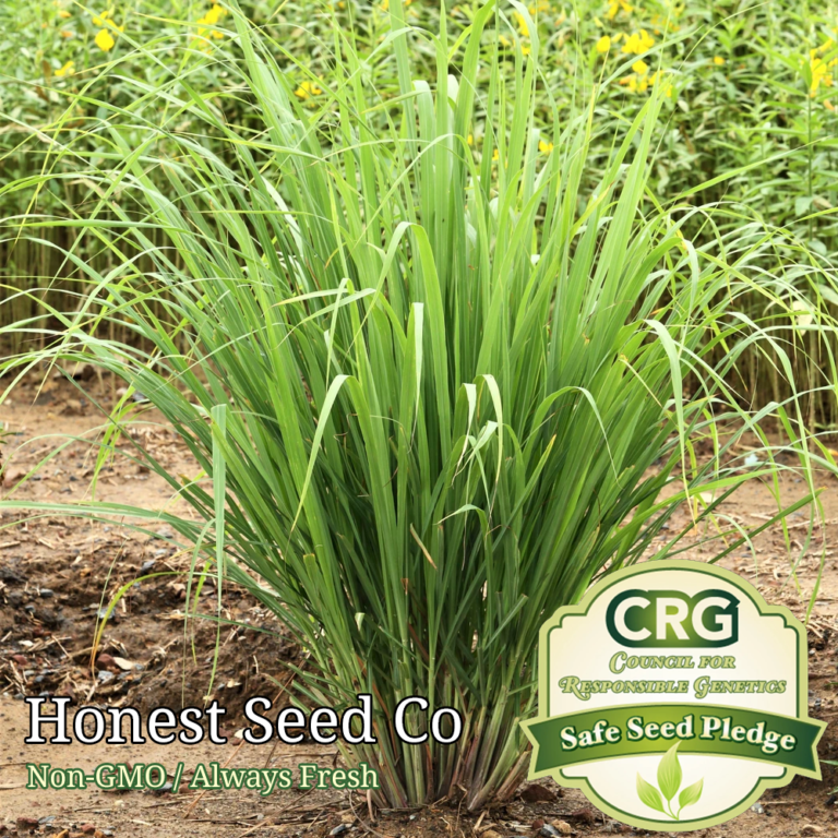 lemon grass seed        
        <figure class=