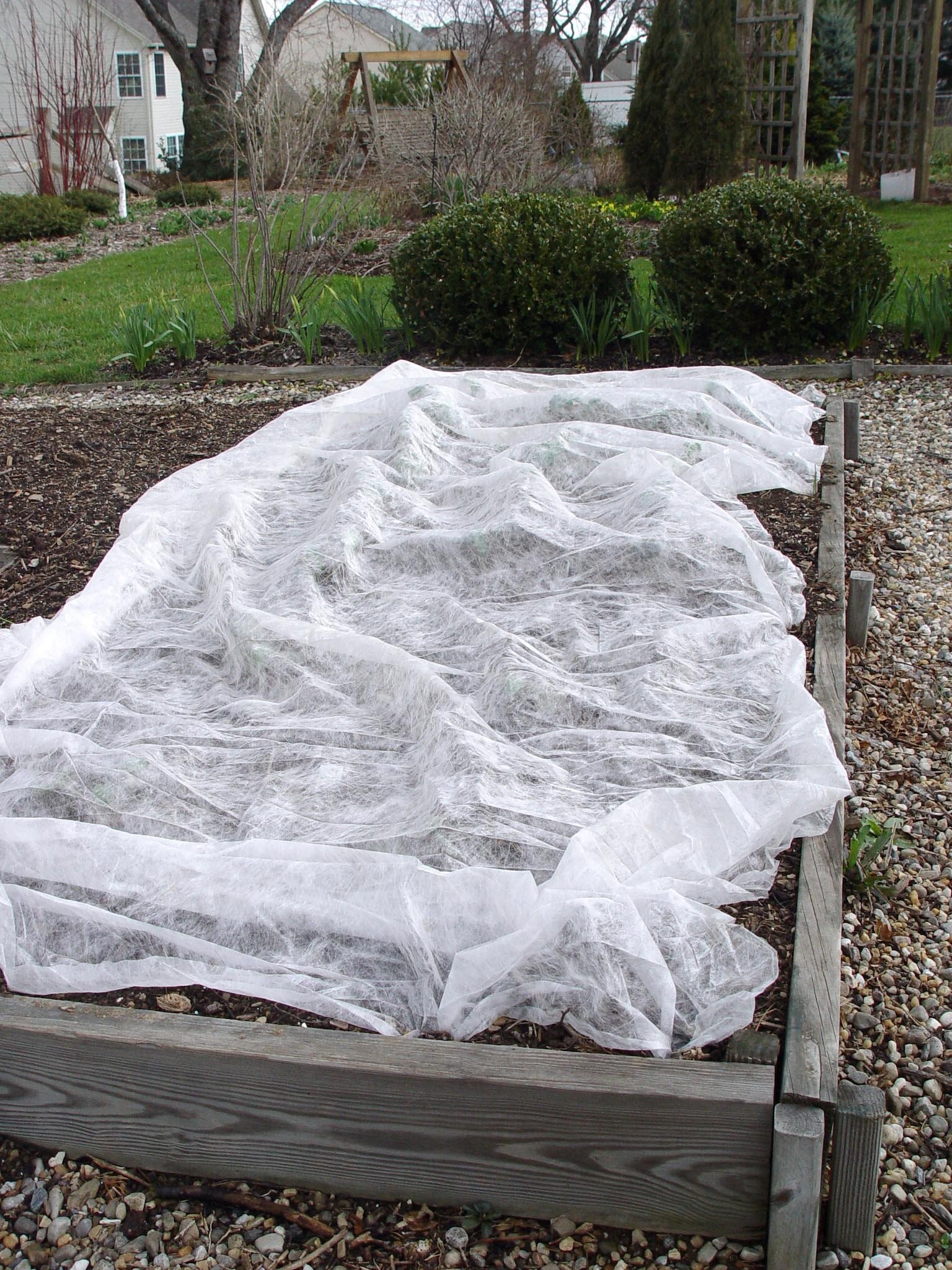 How does frost form and what to do to protect your plants